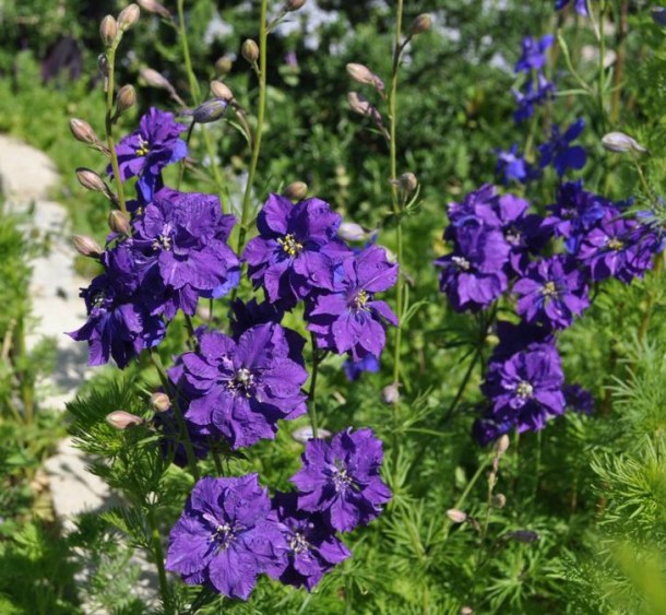 Purplish Larkspur at The Demonstration Garden