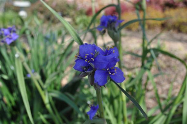 Spiderwort at The Demonstration Garden