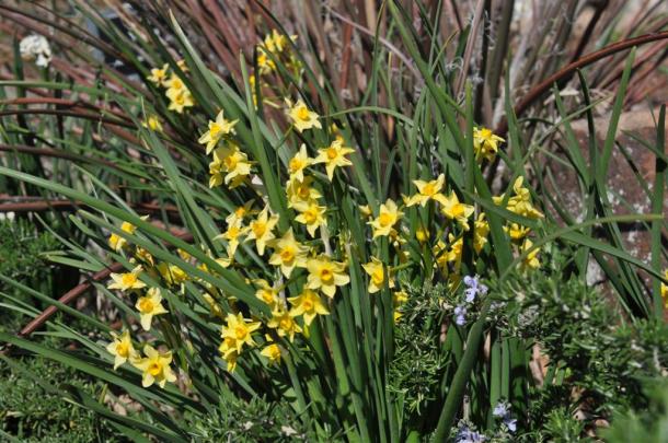 Narcissus Campernelle In Front of Red Yucca Foliage