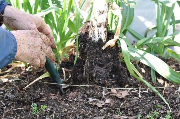 Harvesting Leeks At The Demonstration Garden on Joe Field Road
