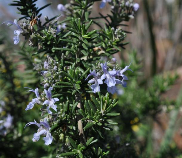 Rosemary In Bloom At The Demonstration Garden