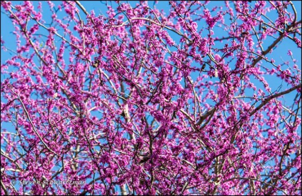 Redbud Tree Blooming In Spring