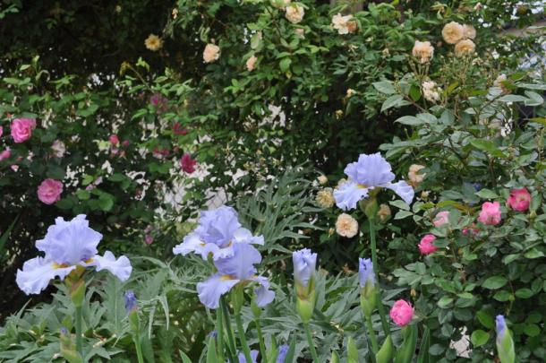 Blue Iris and Earth Kind Roses at the Demonstration Garden