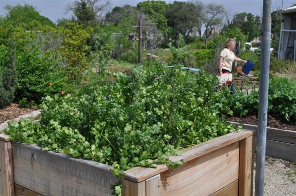 Cilantro Growing In Raised Bed At The Demonstration Garden