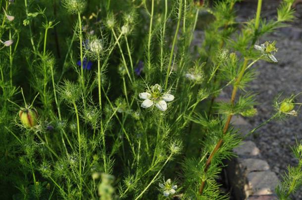 Love In The Mist Blooming In April In Dallas