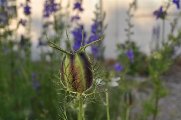 Seed Pod Of Love In The Mist