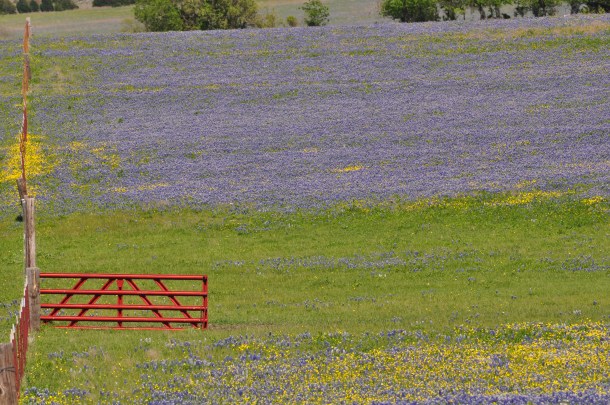 Bluebonnet Field in Ennis, Texas With Red Gate