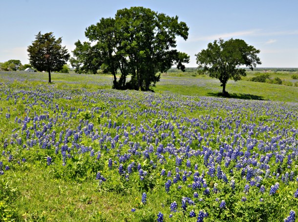 Bluebonnets Covering an Ennis Hillside