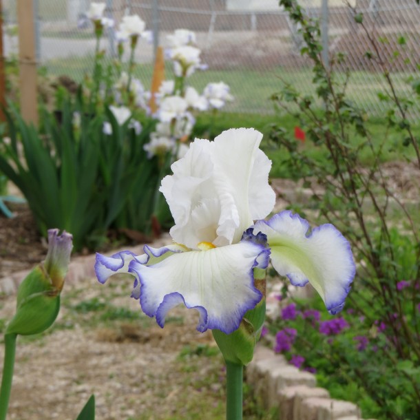 Iris Growing At The Demonstration Garden on Joe Field Road, Dallas, Texas