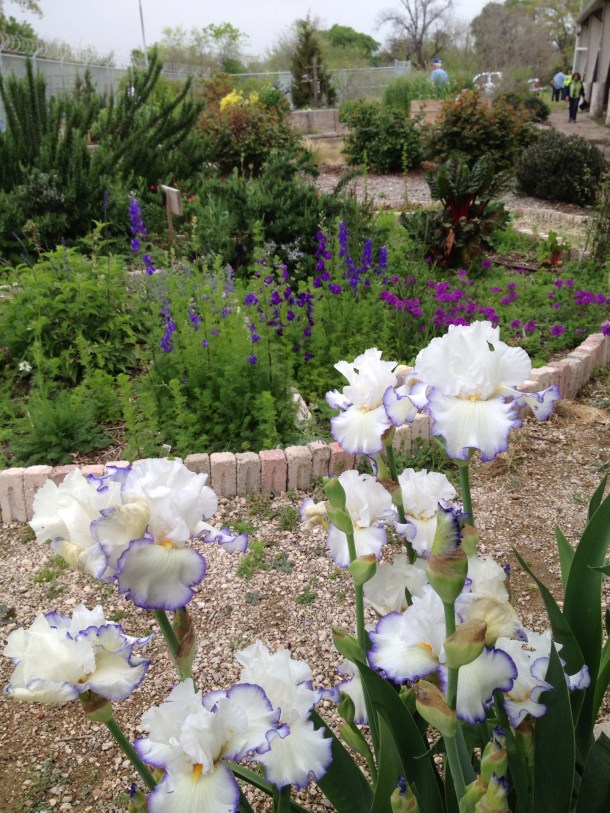 Iris, Larkspur, and Verbena