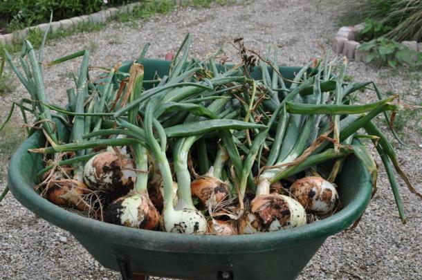 Wheelbarrow Of Onions