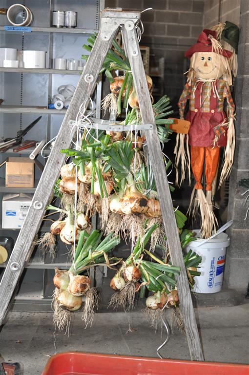 1015Y Onions Curing After Spring Harvest