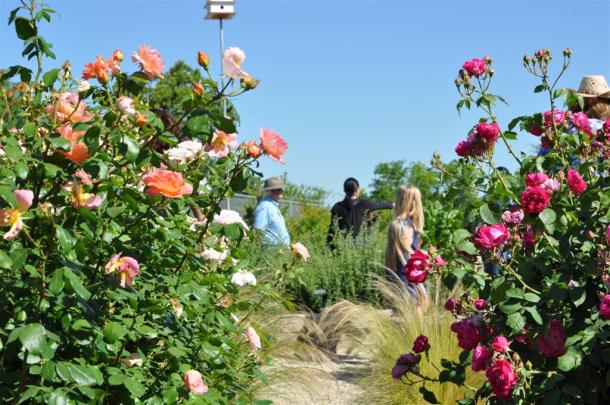 Earth-Kind Roses, Lafter and Maggie at The Demonstration Garden on Joe Field Road
