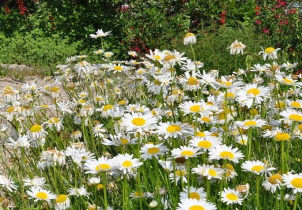 Oxeye Daisies Blooming at The Demonstration Garden