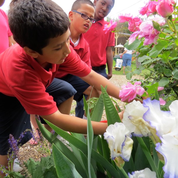 West Dallas Community School Boys Visiting The Demonstration Garden