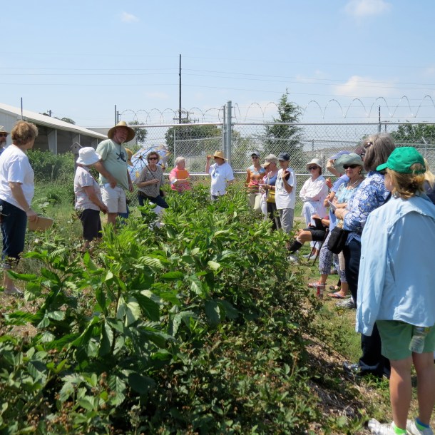 Blackberry Class in our Blackberry Patch at Demonstration Garden