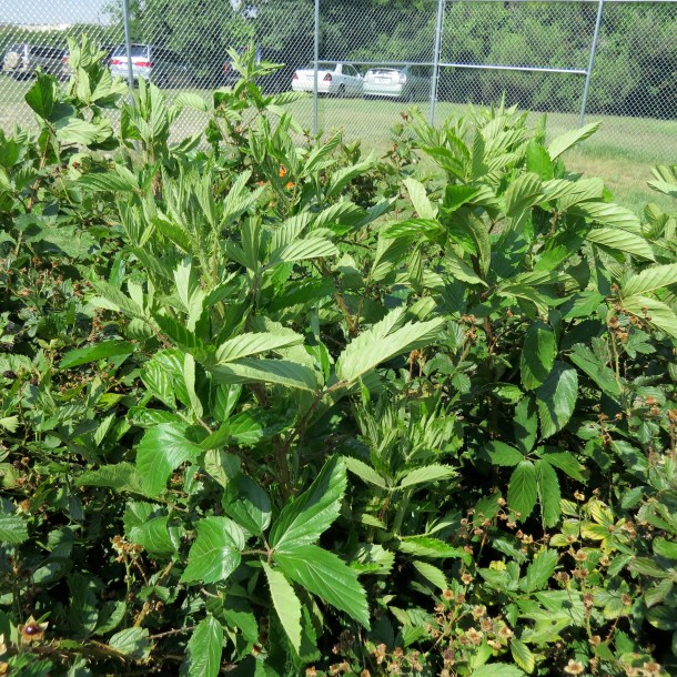 Blackberry Primocanes