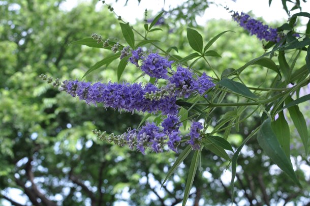 Vitex or Chaste Tree