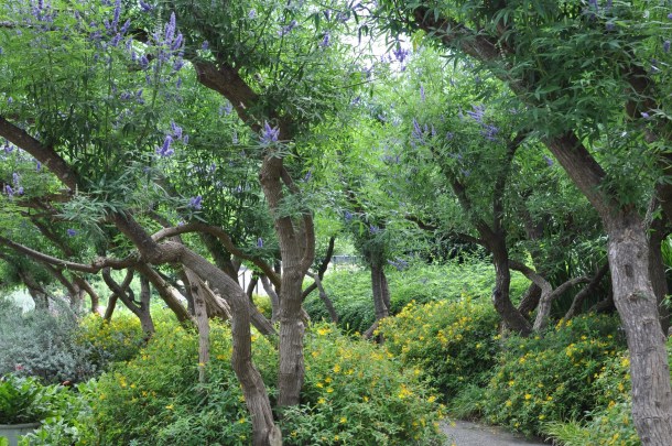 Vitex Trees at the Dallas Arboreteum