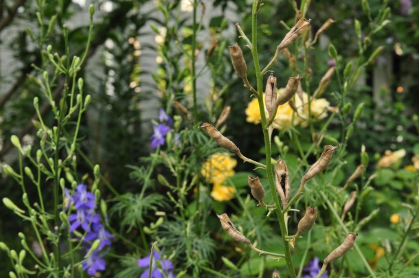 Larkspur Stalks With Seeds