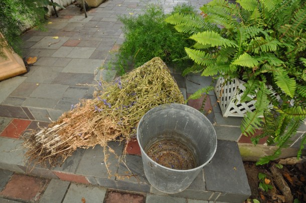 Larkspur Seed Saving Process