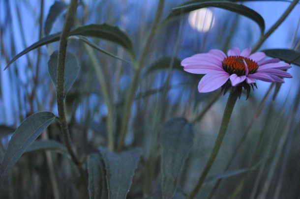 Purple Coneflower at The George W. Bush Library