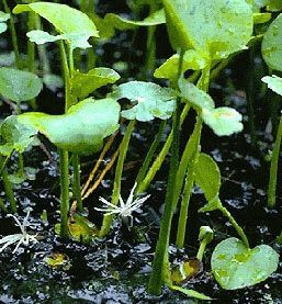 Frog's Bit, Dallas Garden Buzz