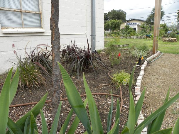 Grasses Planted June, 2013, 2311 Joe Field Road, Dallas, Texas