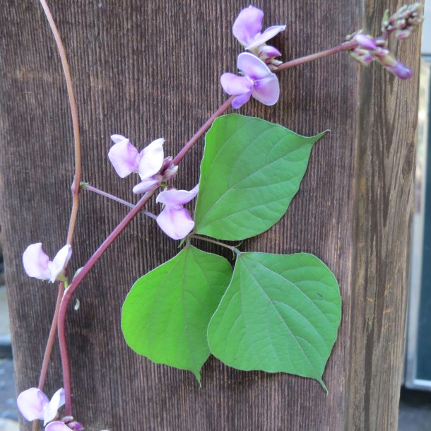 Hyacinth Bean Vine