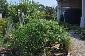 Umbrella Plant, Dallas Garden Buzz