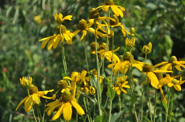 Another View of Rudbeckia Herbstonne