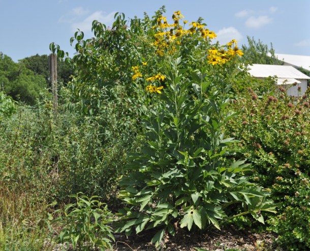 Large Coneflower at the Demonstration Garden