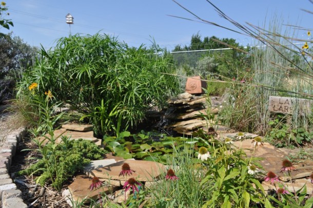 Parrot Feather in Demonstration Garden Pond