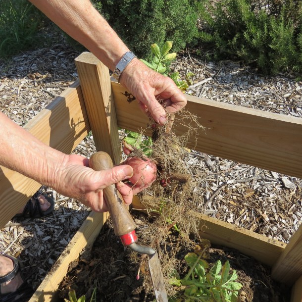 Smaller and Fewer Potatoes