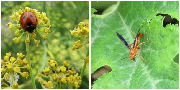 visitors-ladybug and wasp