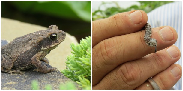 visitors-toad and snake