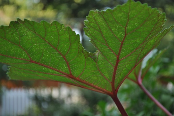 Okra Leaf, Dallas Garden Buzz