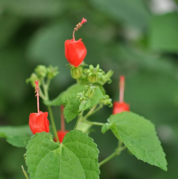 Red Turk's Cap, Dallas Garden Buzz