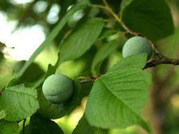Mexican Plum Tree Fruit