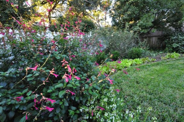 Salad Greens as a Border, Ornamental Edibles!