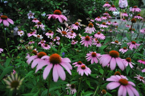 Purple Coneflower in Bloom