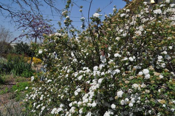 Shrubs at the Demonstration Garden include blooming Spirea and Abelia in the background