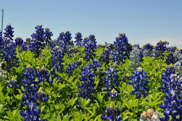 Bluebonnets April  2013 013 (Large)
