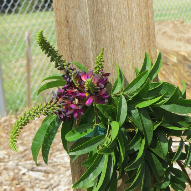 Millettia reticulata, Evergreen Wisteria in our Garden