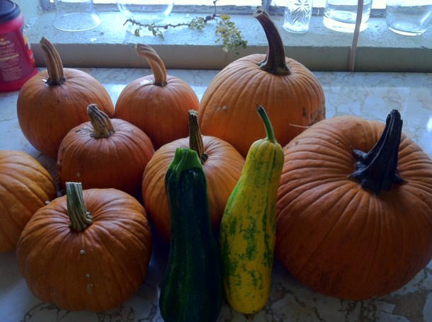 pumkins and squash on countertop