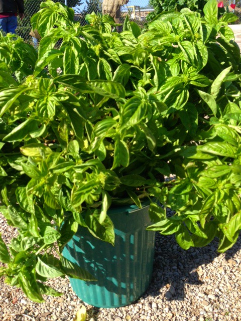 Basil Harvest