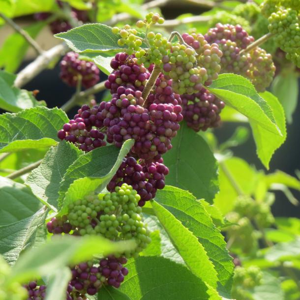 Callicarpa acuminate ‘Texas Maroon” 