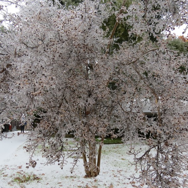 Above:Crepe Myrtle Tree Ensconced in Ice