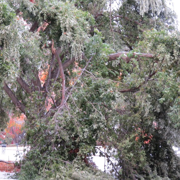Above: Broken Tree Limbs, Ice Storm Damage
