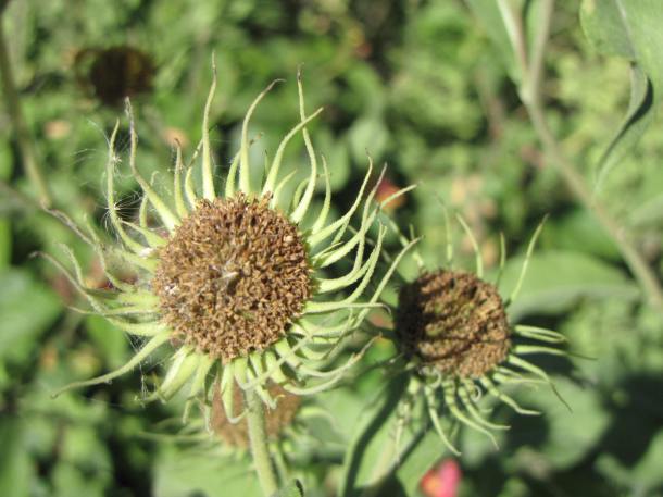 Above: Seedheads will be left unpruned to provide  winter food in our garden for wildlife.